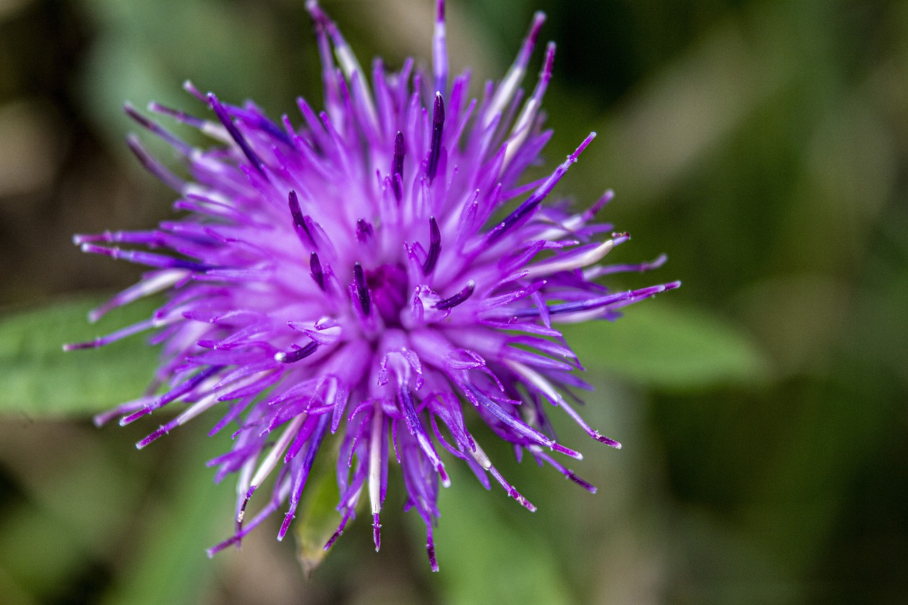 The Role of Perennials in Eco-Friendly Gardening